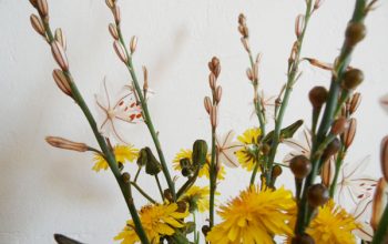Dos plantas con flores silvestres para decorar en primavera.