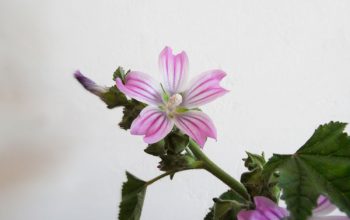 Otras flores silvestres para decorar en primavera.