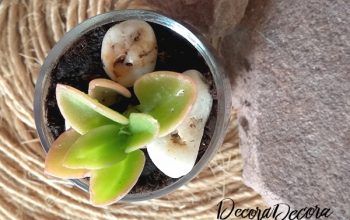 Terrario en cristal para seguir la tendencia greenery