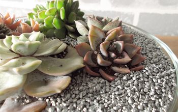 Suculentas en kit; listas para montar y decorar en casa